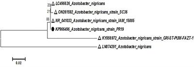 Synergistic Effect of <mark class="highlighted">Azotobacter</mark> nigricans and Nitrogen Phosphorus Potassium Fertilizer on Agronomic and Yieldtraits of Maize (Zea mays L.)